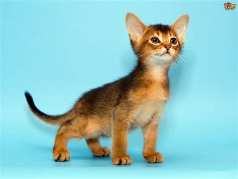 Abyssinians love an audience and are more than happy to take centre stage. 10 of the Friendliest Cat Breeds on the Planet | Pets4Homes