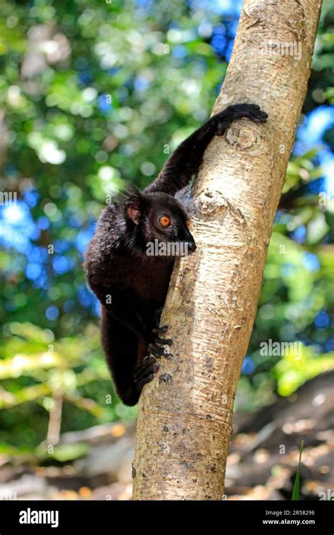 Black Lemur Eulemur Macaco Male Nosy Komba Madagascar Stock Photo