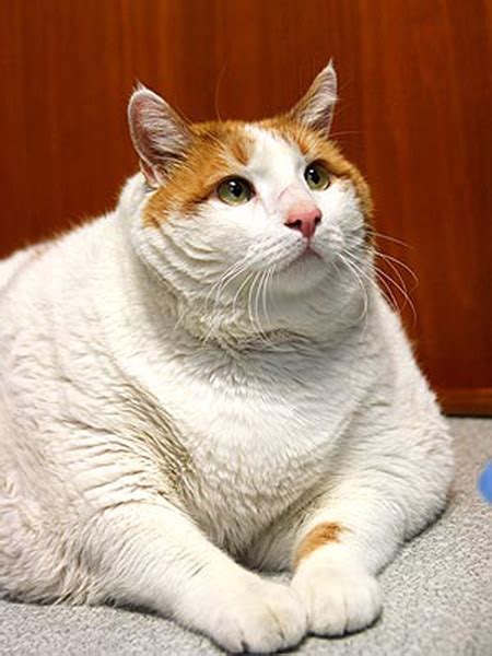 Ask Einstein Ive Become A Fat Cat I Need Weight Loss Tips Catster