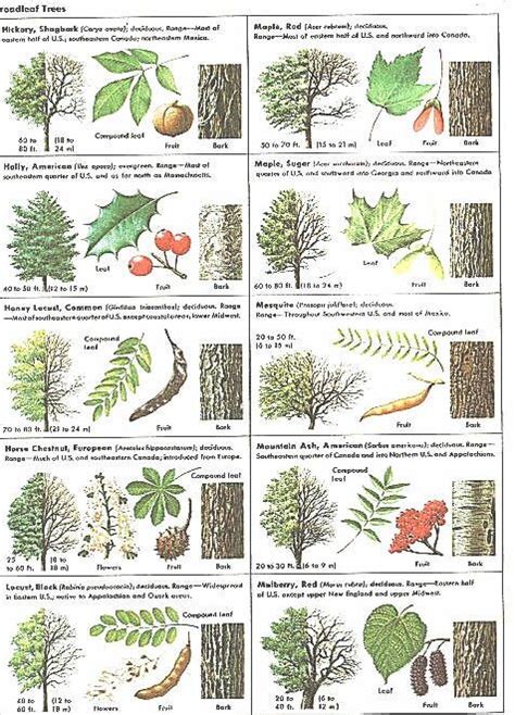 Broadleaf Tree Guide Tree Identification Tree Leaf Identification