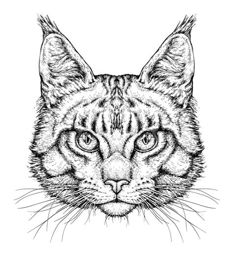 Retrato Dibujado Mano Del Gato Lindo Ejemplo Del Vector Aislado En