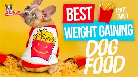 We found the best dog foods for pitbulls to keep your pup healthy and happy. The Top 5 Best Weight Gaining Dog Food for your Doggo! (UPDATED)