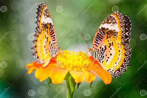 Two Butterfly On Flower The Malay Lacewing Stock Photo Image Of