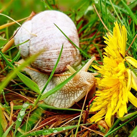 Snail Smelling The Flower