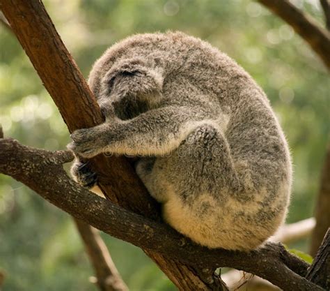 Sleeping Koala In Australia Stock Image Image Of Tired Animal 28506391