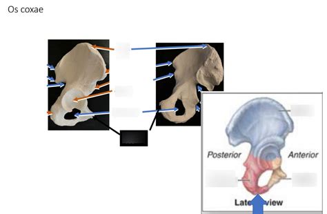 Os Coxae Diagram Quizlet