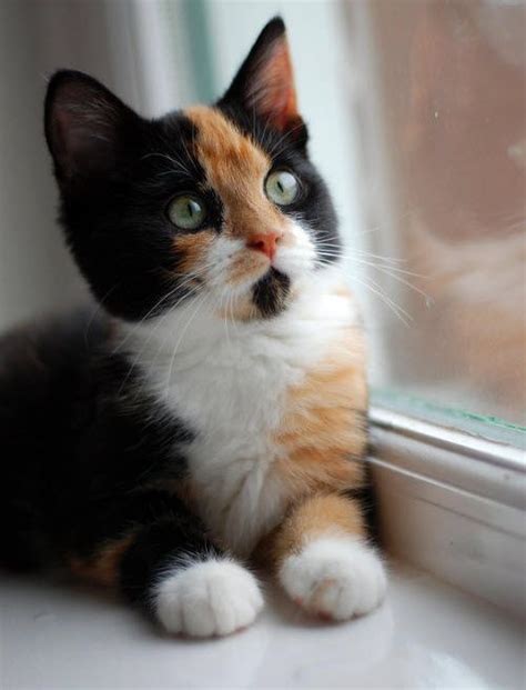 We All Love A Calico Kitten Dont We Crazy Cat Mom