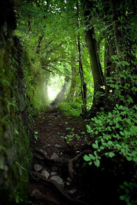 Forest Path Enchanted Forest Pinterest