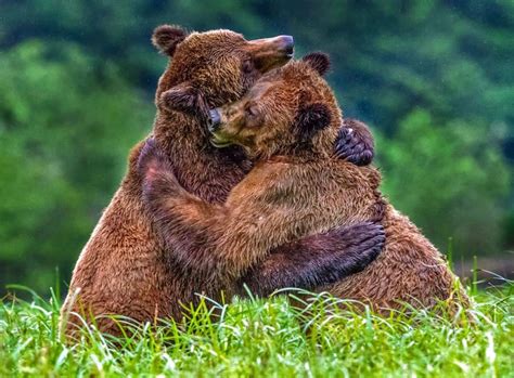 Pin By Pauline Andrew On Bears Bear Brown Bear Bear Hug