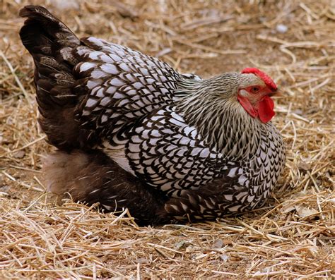 Silver Laced Wyandotte Hen Rose Comb Strong Layer Light Flickr