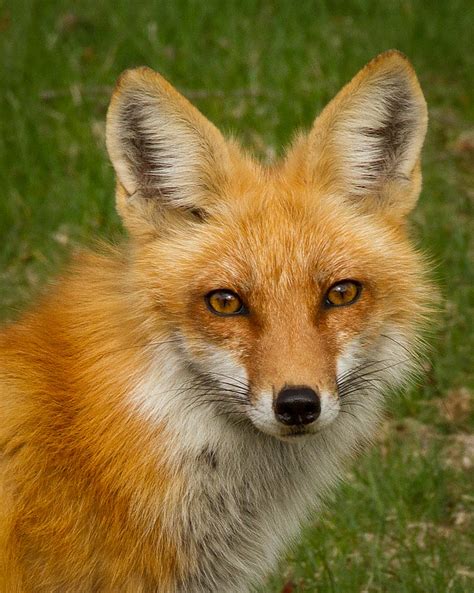 Red Fox Portrait Photograph By Brian Caldwell Fine Art America