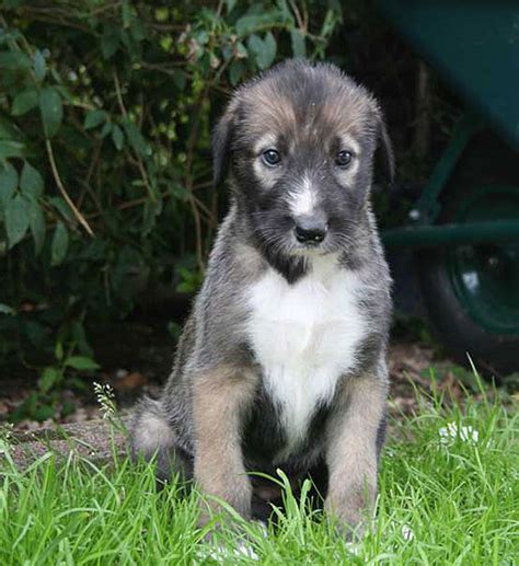 Irish Wolfhound Info Temperament Puppies Pictures Lifespan