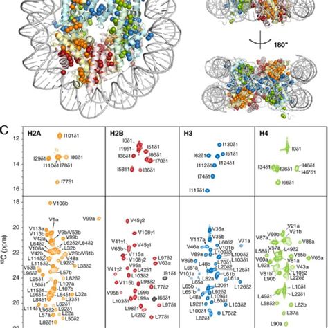 hierarchical view of nucleosome and chromatin organization histone download scientific