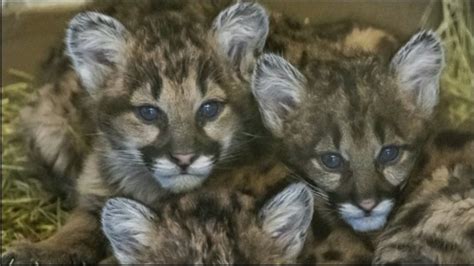 Orphaned Mountain Lion Cubs Find Home At Oklahoma City Zoo