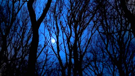 The Dark Forest At Night Free Stock Video Footage