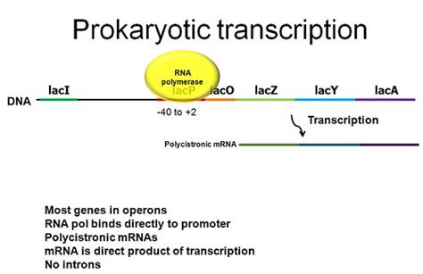 prokaryotic transcription overview allen gathman flickr