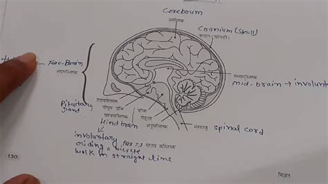 Control And Coordination 4 Ch 7 10th Class Science Human Brain Youtube