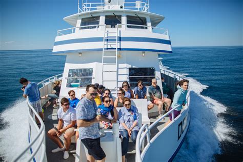 Whale Watching In Provincetown, Cape Cod - Captain's Manor Inn