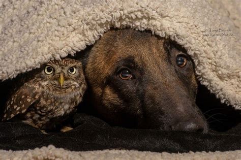 Beautiful Photos Show The Uncanny Friendship Between An Owl And A Dog