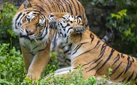 Two Bengal Tigers Animals Tiger Big Cats Hd Wallpaper Wallpaper Flare