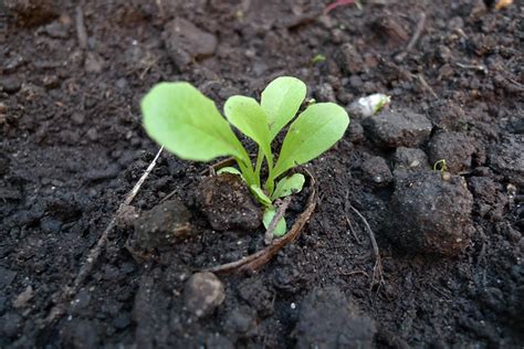 Romaine Lettuce Seedling Flickr Photo Sharing