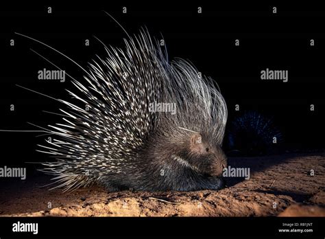 Cape Porcupine Or South African Porcupine Hystrix Africaeaustralis
