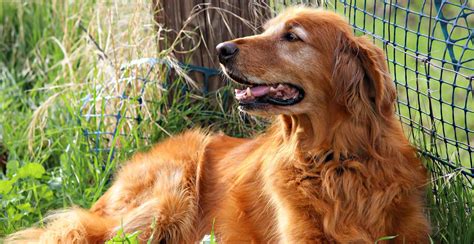 Contents common health problems in golden retrievers caring for your golden retriever golden retrievers are amongst a group of breeds classed as 'category two' by the kennel. Golden Retriever Breed Information - The Ultimate Guide ...
