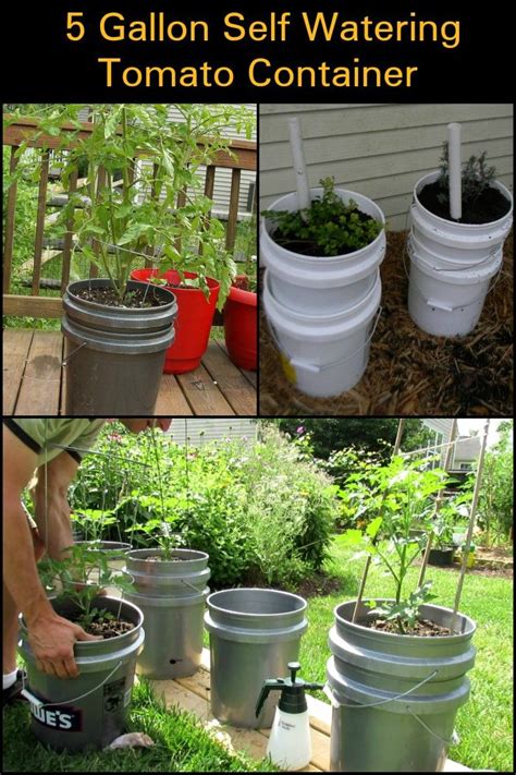 But growing plants in a 5 gallon bucket is not simply a case of bunging some growing medium into one and sowing your seeds and planting it up. Pin on Urban homestead