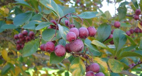 A hawthorn is a thorny shrub or tree which can be planted into a hedge, and this fact provides a hint about the origins of the plant's. Everything You Need to Know About the Washington Hawthorn Tree