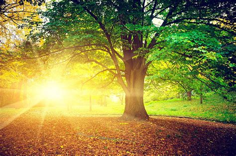 Hd Wallpaper Green Tree Autumn Leaves The Sun Rays Trees Nature