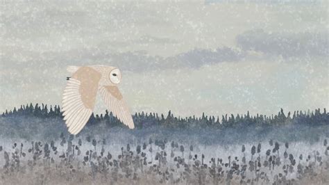 Snowy Owl Animation Flipaclip Youtube