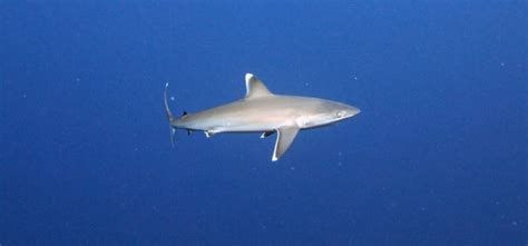 Sharks Of The Great Barrier Reef Kslofliving Oceans Foundation