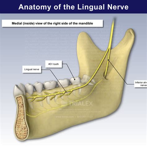 Anatomy Of The Lingual Nerve Trialexhibits Inc