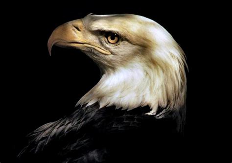 Search free american flag wallpapers on zedge and personalize your phone to suit you. 40+ Bald Eagle Wallpaper High Resolution on WallpaperSafari
