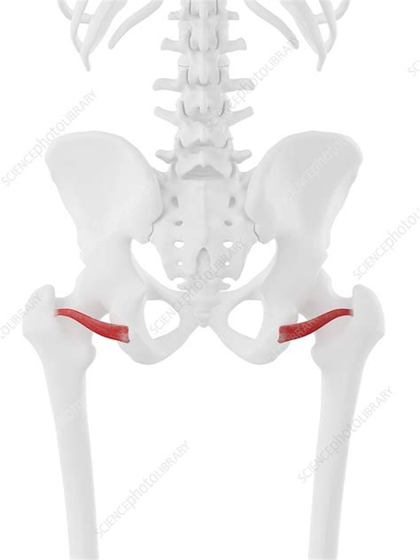 Inferior Gemellus Muscle Illustration Stock Image F0257106