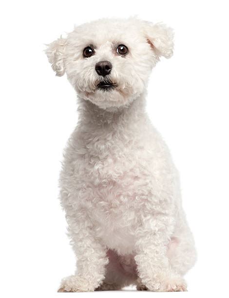 Bichon Frise Pictures Images And Stock Photos Istock