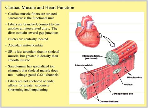 The muscular system on emaze. Cardiac Muscle Cell Labeled Diagram