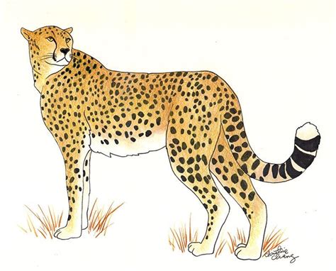 How To Draw A Cheetah Drawing Lessons Basic Drawing Animal Drawings