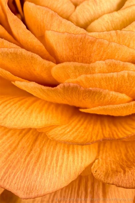 Petals Of Some Orange Ranunculuses Beautiful Flower Pictures Blog