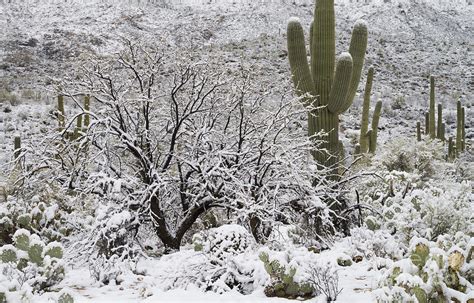 Sonoran Desert After Rare Snowstorm Photograph By John Shaw Pixels