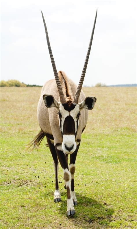 40 Hilarious Pictures Of African Animals With Horns