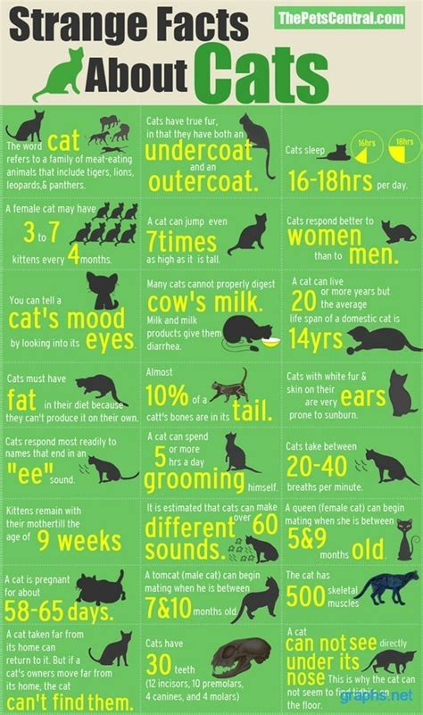 interesting facts  cats infographics graphsnet