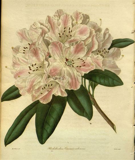 V 3 4 1839 40 The Botanist Biodiversity Heritage Library