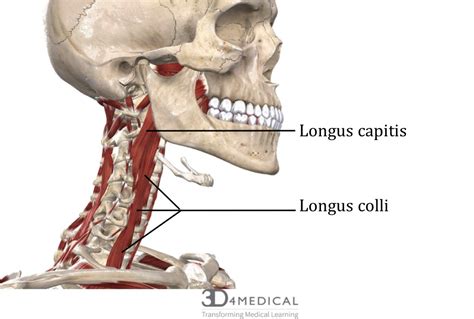 Anterior Cervical Muscle Anatomy