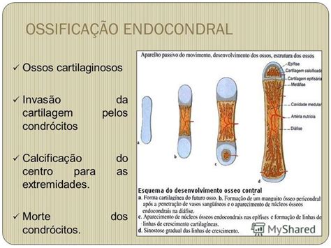 Презентация на тему Tecido Ósseo Docente Jeiza Botelho Osteologia