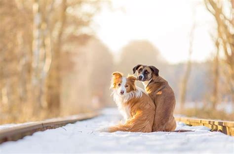 20 Adorable Photos Of Dogs Being Best Friends