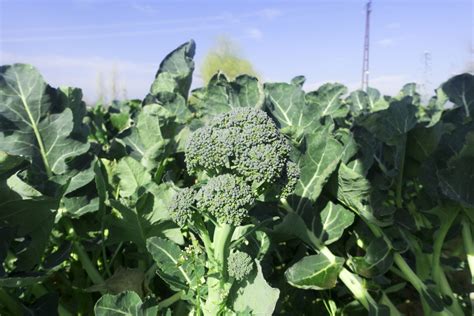 Where To Grow Broccoli Food Gardening Network