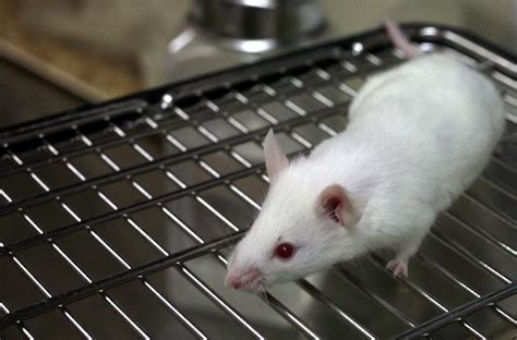 New Chemical Allows Blind Mice To See Science Smithsonian