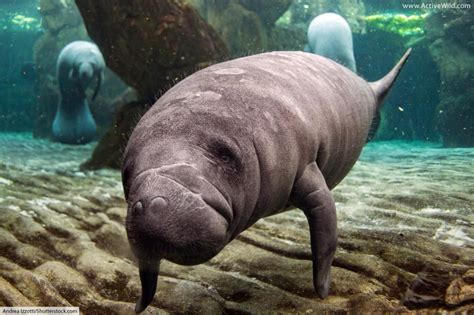 Manatee Facts Pictures And Information Meet The 3 Species Of Sea Cow
