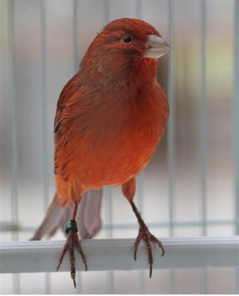 Single Male Red Bronze Proven Singer Canary Fly Babies Aviary